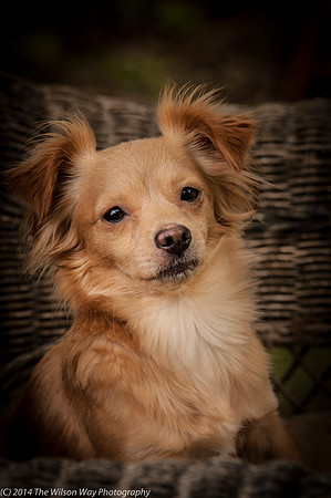 Foster Malibu-2214