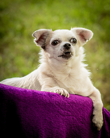 Foster Petey-0161