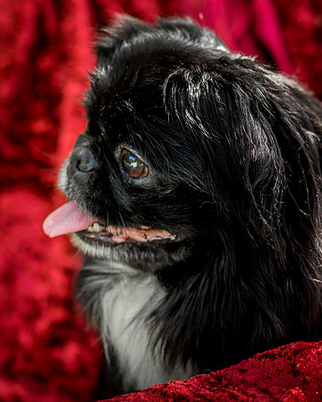 Foster Prince-0947