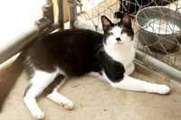 Darlington  Cats-9455