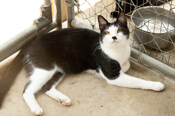 Darlington  Cats-9455