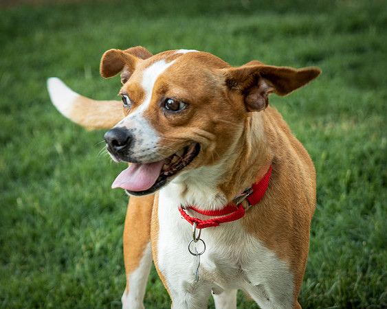 Foster Posie-9748