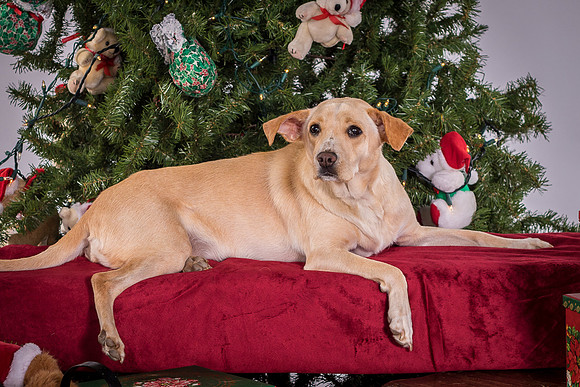 Foster June-3591