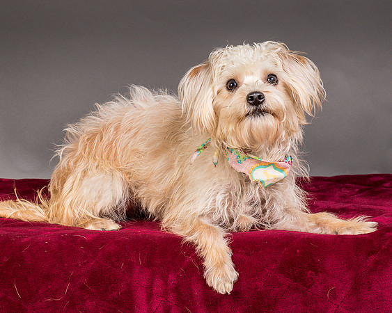 Foster Henrietta-8399