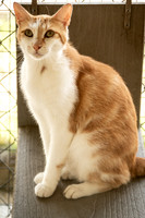 Darlington  Cats-9428
