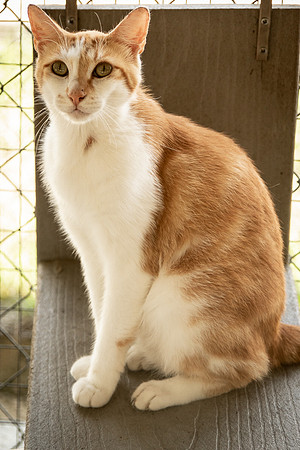 Darlington  Cats-9428