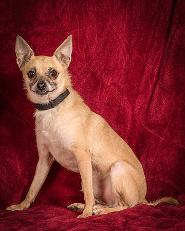 Foster Kiwi-8404