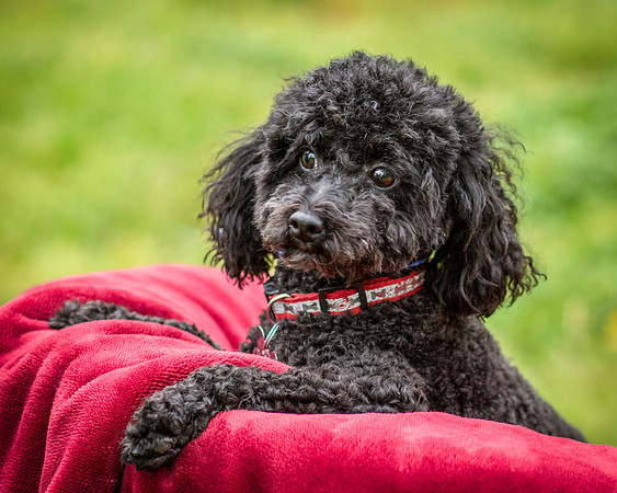 Foster Mindy-7488