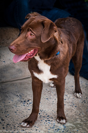 Coco aka Charlie-9614