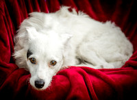 Foster Formiga-9516