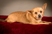 Foster Dobby-8218