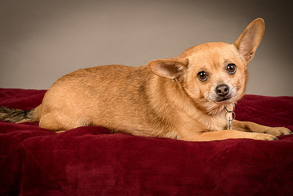 Foster Dobby-8218