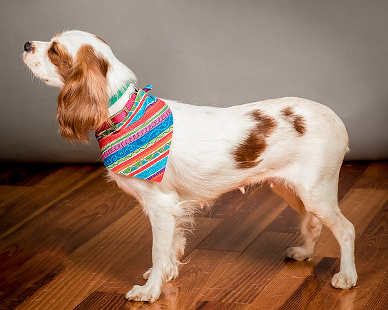 Foster josephina-3979
