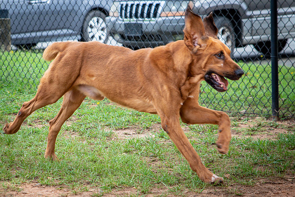 Roscoe-0669