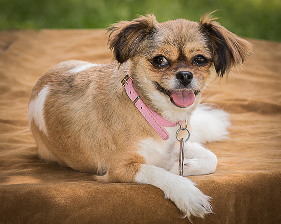 Foster Missy-0482
