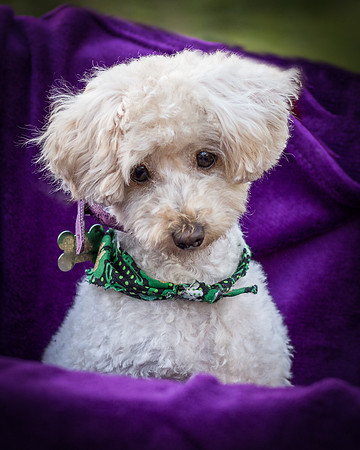 Foster Annalise-0663