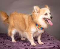Foster Lilly-3236