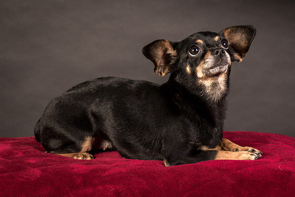 Foster Pansy-9464
