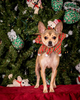 Foster Crouton-3899