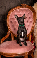 Foster Elvira-0140