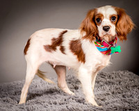 Foster josephina-3693