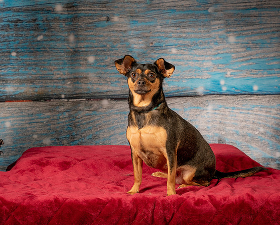 Foster Jolie-7171