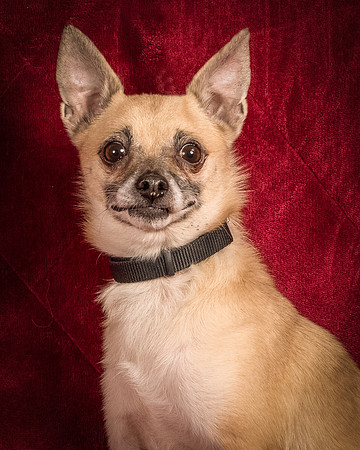 Foster Kiwi-8420