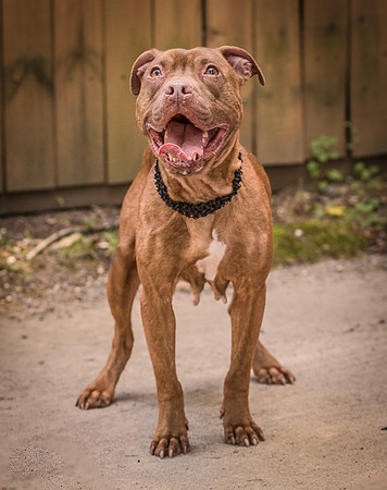 Foster Coco-8350