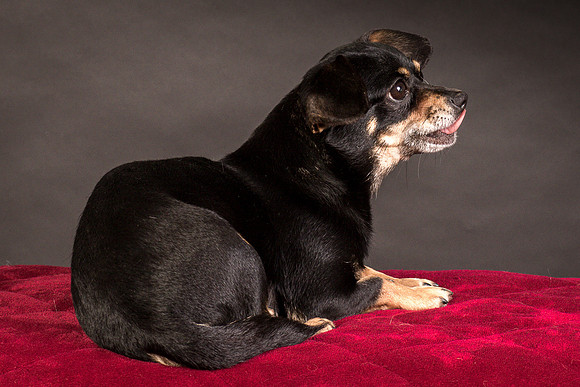 Foster Pansy-9519