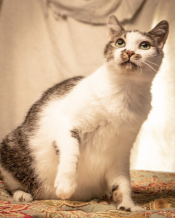 Darlington  Cats-8182