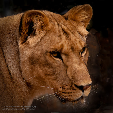 Suzies Pride--2