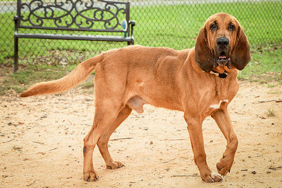 Roscoe-0465