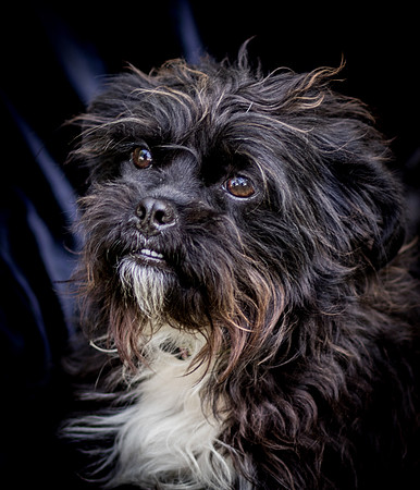 Foster Lady Elaine-8505