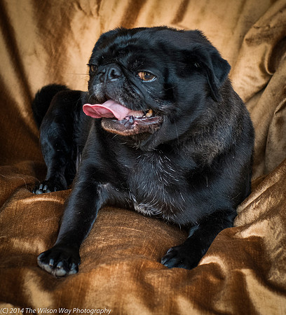 Foster Hotdog-8911