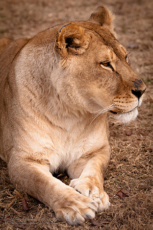 Suzies Pride-2082