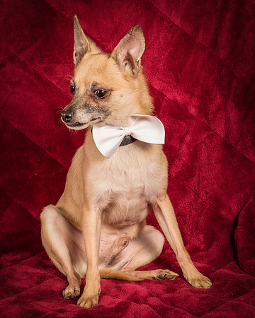 Foster Kiwi-8640