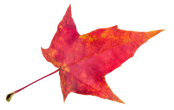 Leaf_37