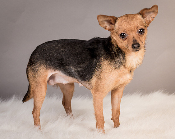 Foster Pixie-3489