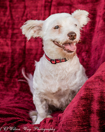 Foster Bambi-4011