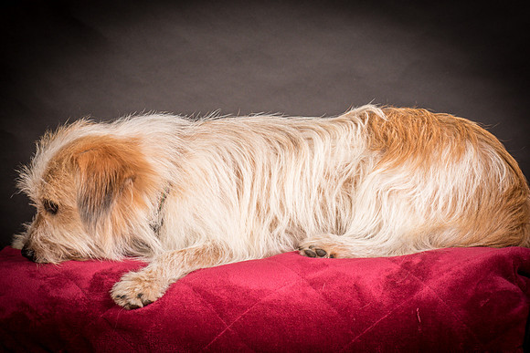 Foster Tiny-1542