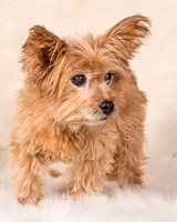 Foster Nessa-5651
