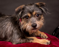Foster Nadine-9576