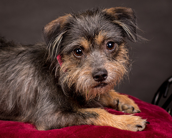 Foster Nadine-9576