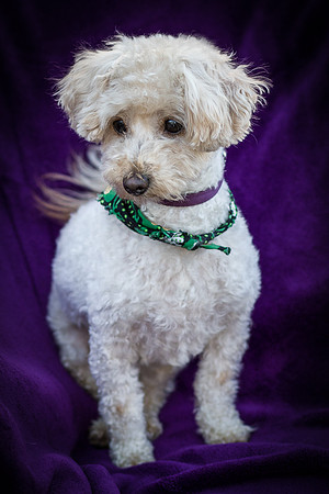 Foster Annalise-0635