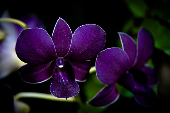 flowers-9158