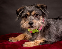 Foster Nadine-9594