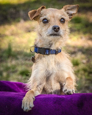 Foster Dipsy-9254