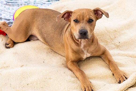 SCDR-6724