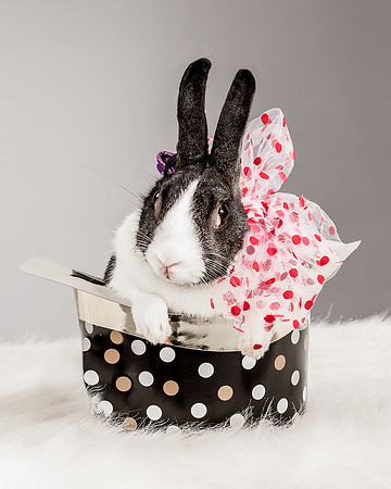 Foster Rabbit Penelope-4710