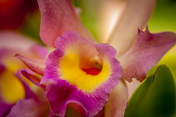 flowers-9181